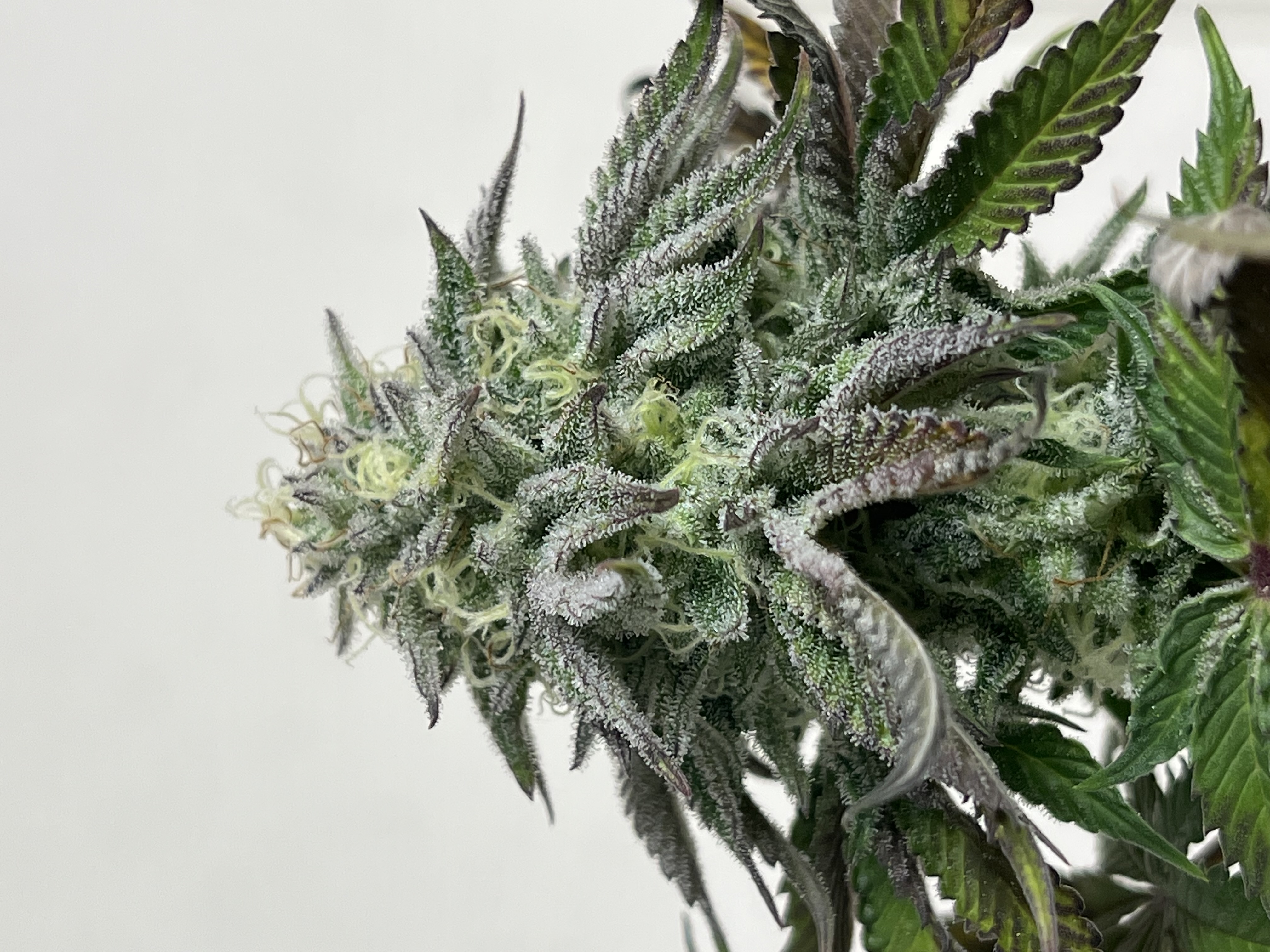 Frosted Bear Creek Genetics cultivar