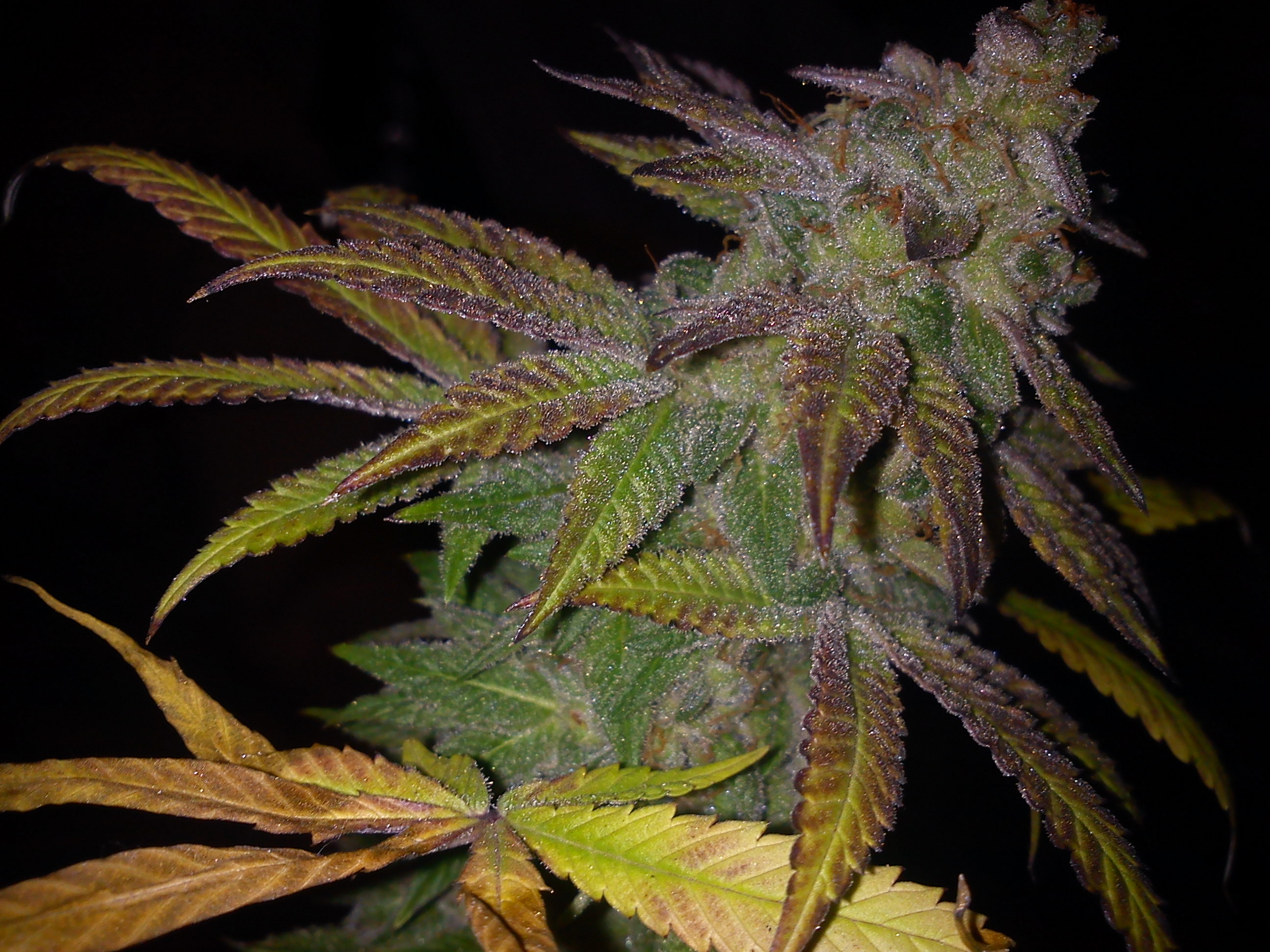 Bear Creek Genetics cultivar in flower